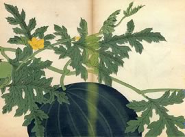西瓜：矢代仁蔵書「四季の花」