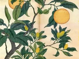 橙、金柑：矢代仁蔵書「四季の花」