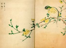 黄梅、草雀：矢代仁蔵書「花鳥画譜」