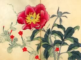 芍薬、縷紅草：矢代仁蔵書「四季の花」
