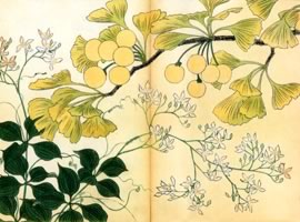 銀杏、茜：矢代仁蔵書「四季の花」