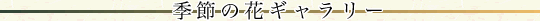 �G�߂̉ԃM�������[