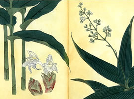 藪茗荷、茗荷の花：矢代仁蔵書「四季の花」  