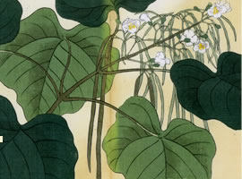 木ささげ：矢代仁蔵書「四季の花」 