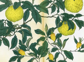 柚、くちなし：矢代仁蔵書「四季の花」 
