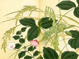 「稲、稗、枝豆、筑波根草」：矢代仁蔵書「四季の花」