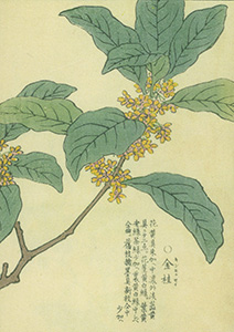 金桂（キンモクセイ）：矢代仁蔵書「千種之花」