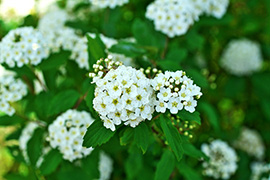 ����f�̉�